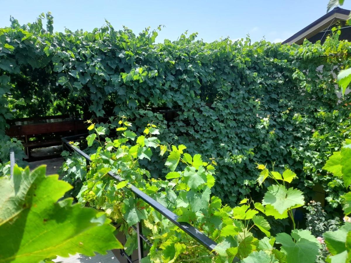 Pensiunea Lyo Două Mai Dış mekan fotoğraf